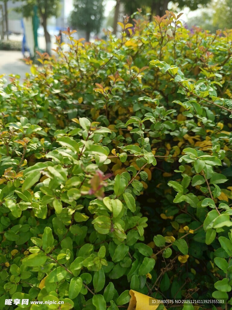 绿叶繁茂的灌木丛