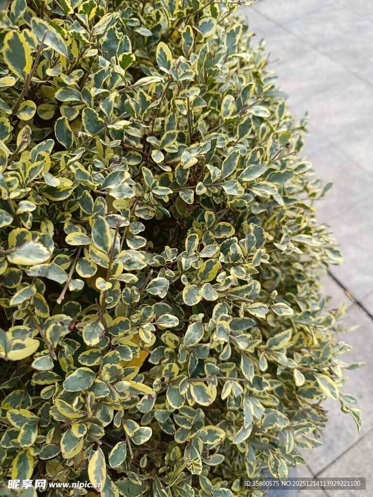 绿叶繁茂的植物景观