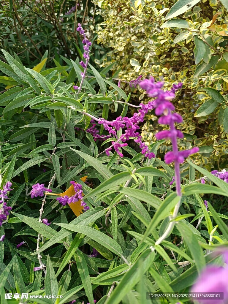 紫色花卉与绿叶的自然景致