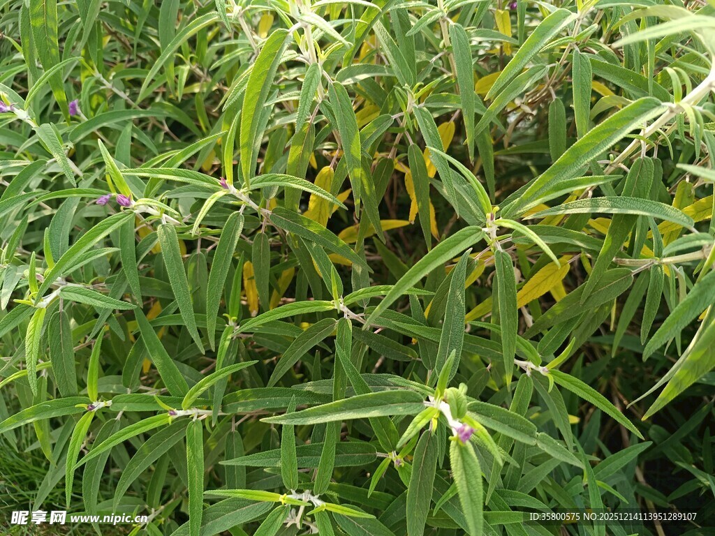 绿叶丛中的黄色花朵