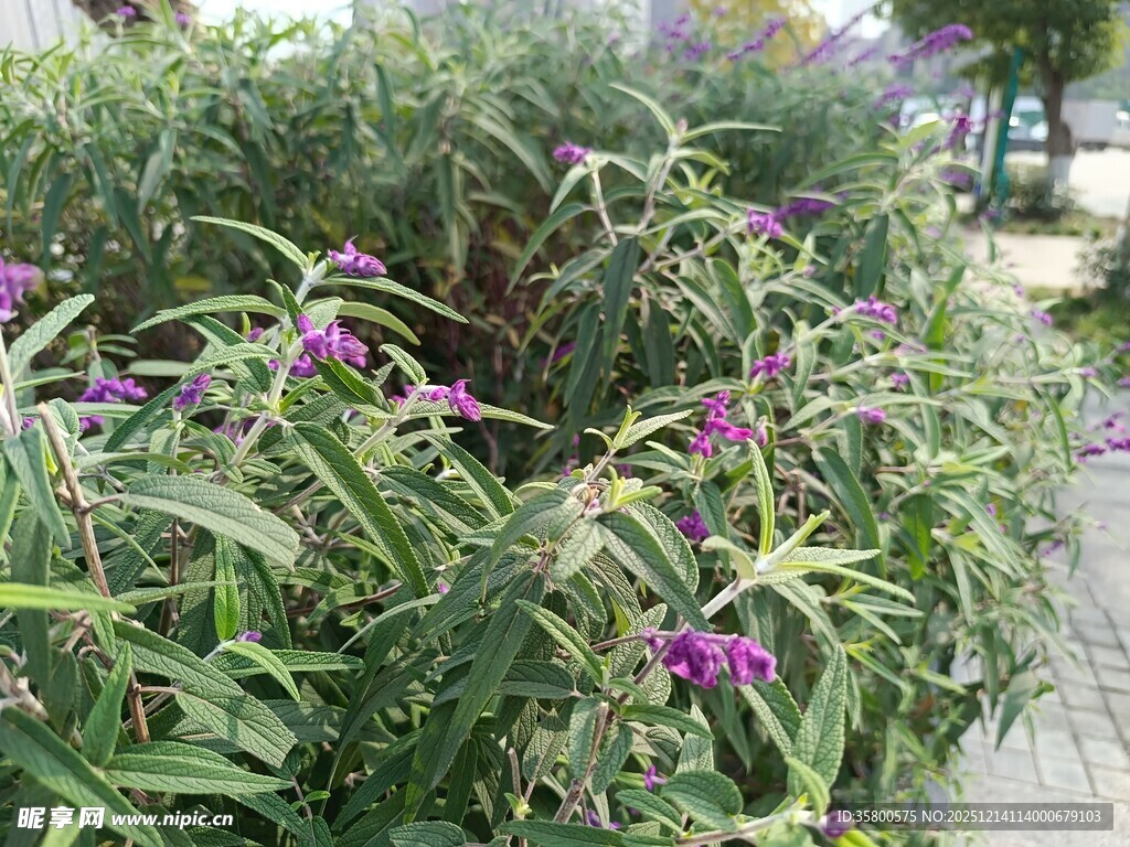 紫色花卉绿植景观