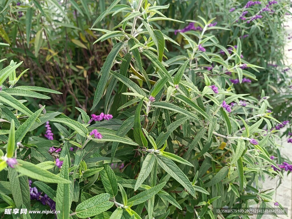 绿叶间的紫色小花