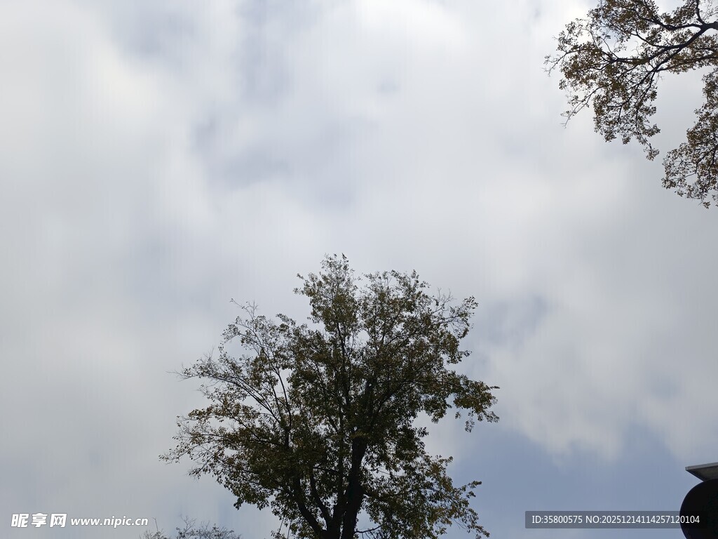 仰望天空中的树木