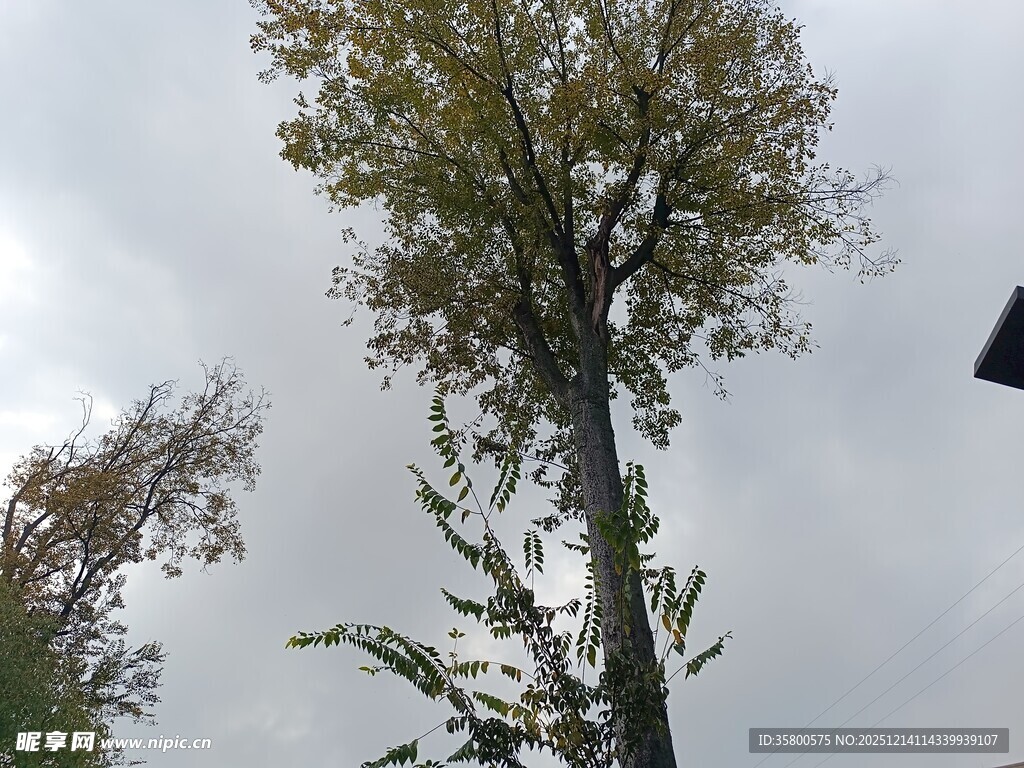 高大树木挺立天空之下