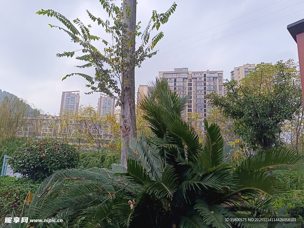 城市中的绿植景观