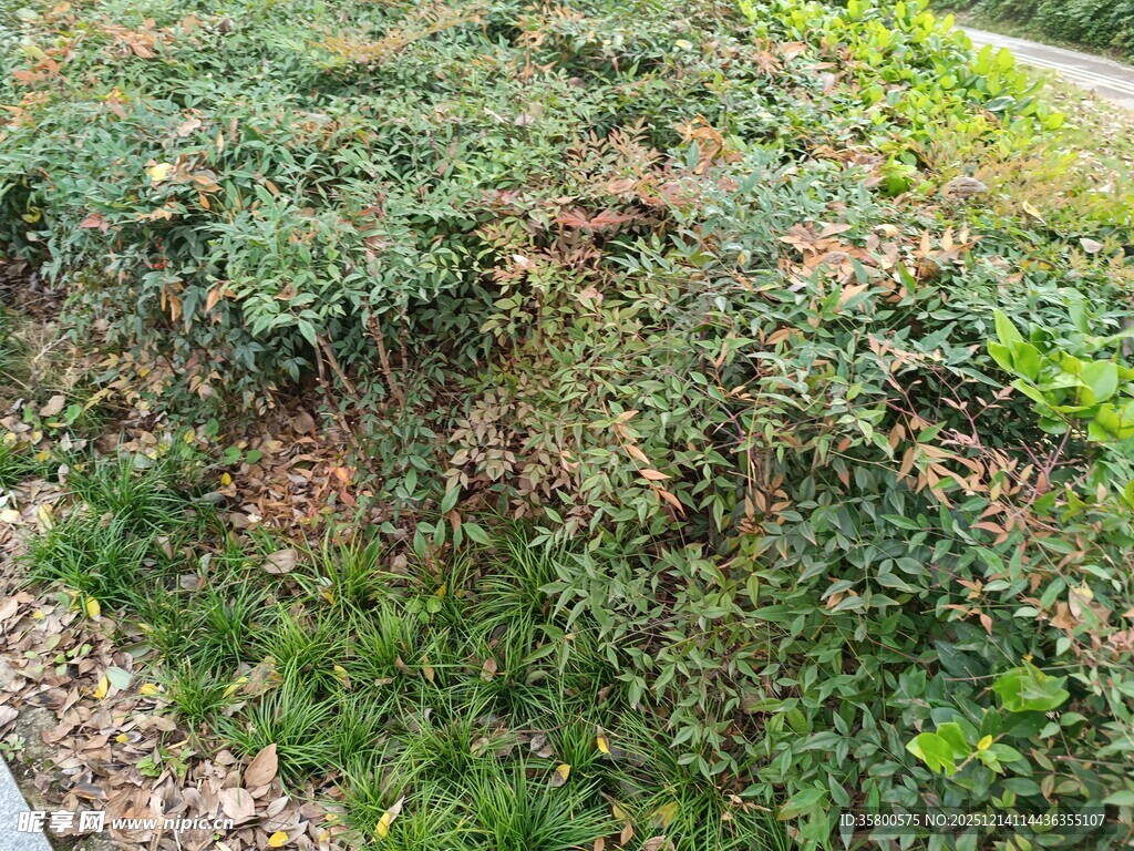 路边繁茂绿植景观