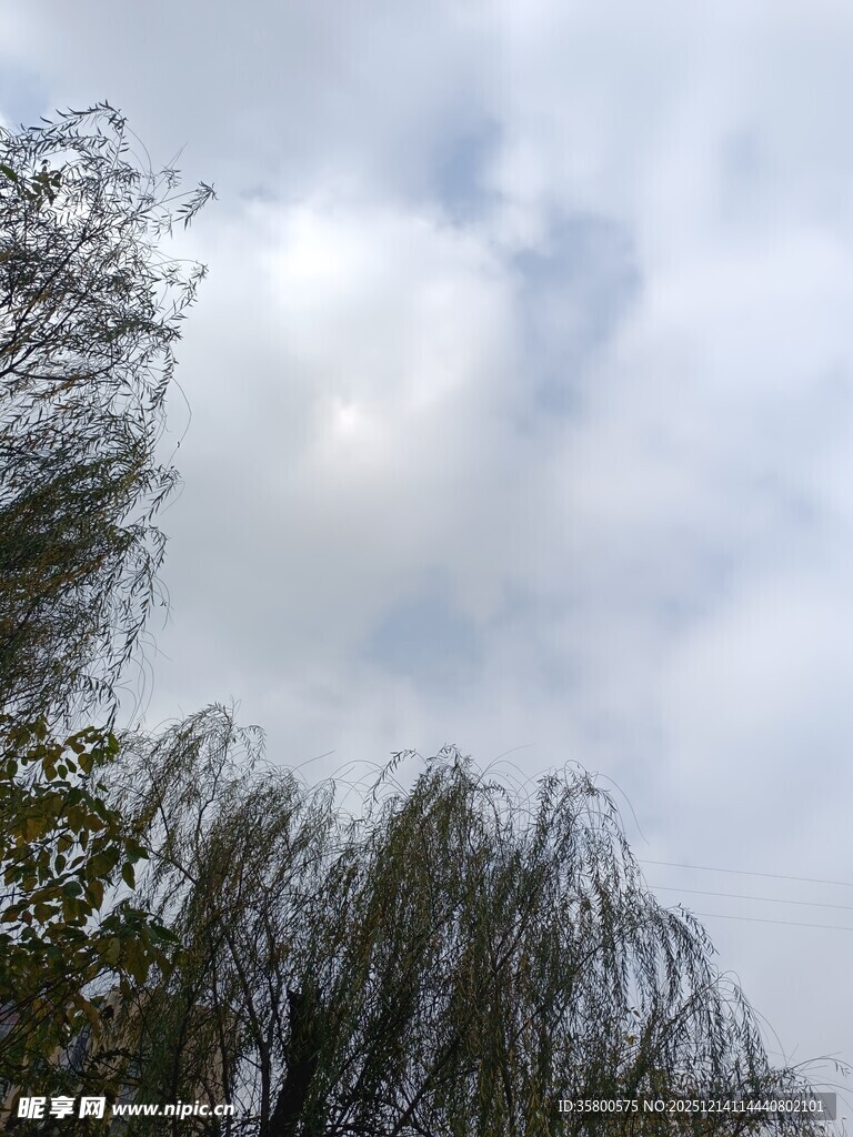 柳枝摇曳于多云天空下