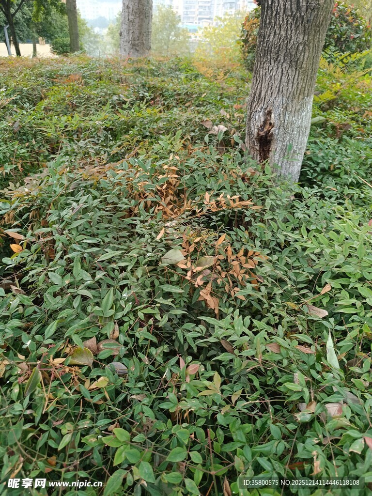 林间绿植覆盖的地面景象