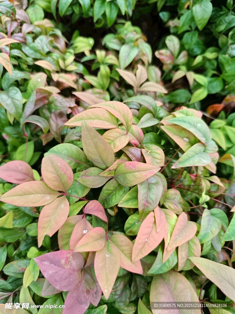 多彩叶片植物特写