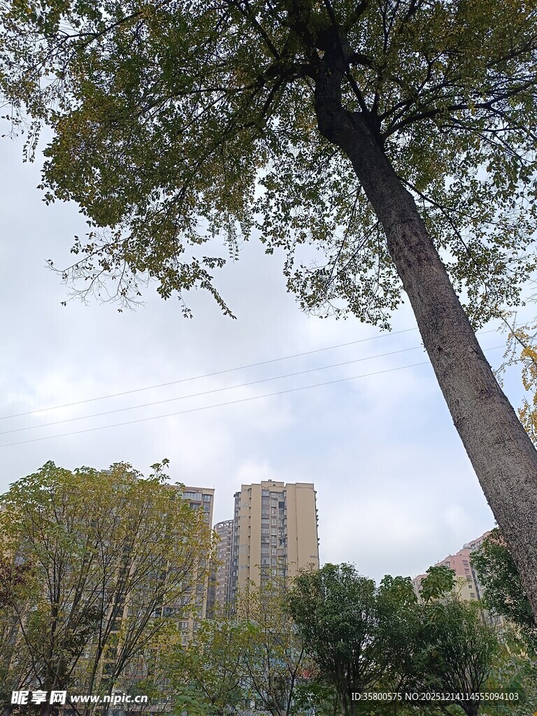 城市中挺拔大树与高楼