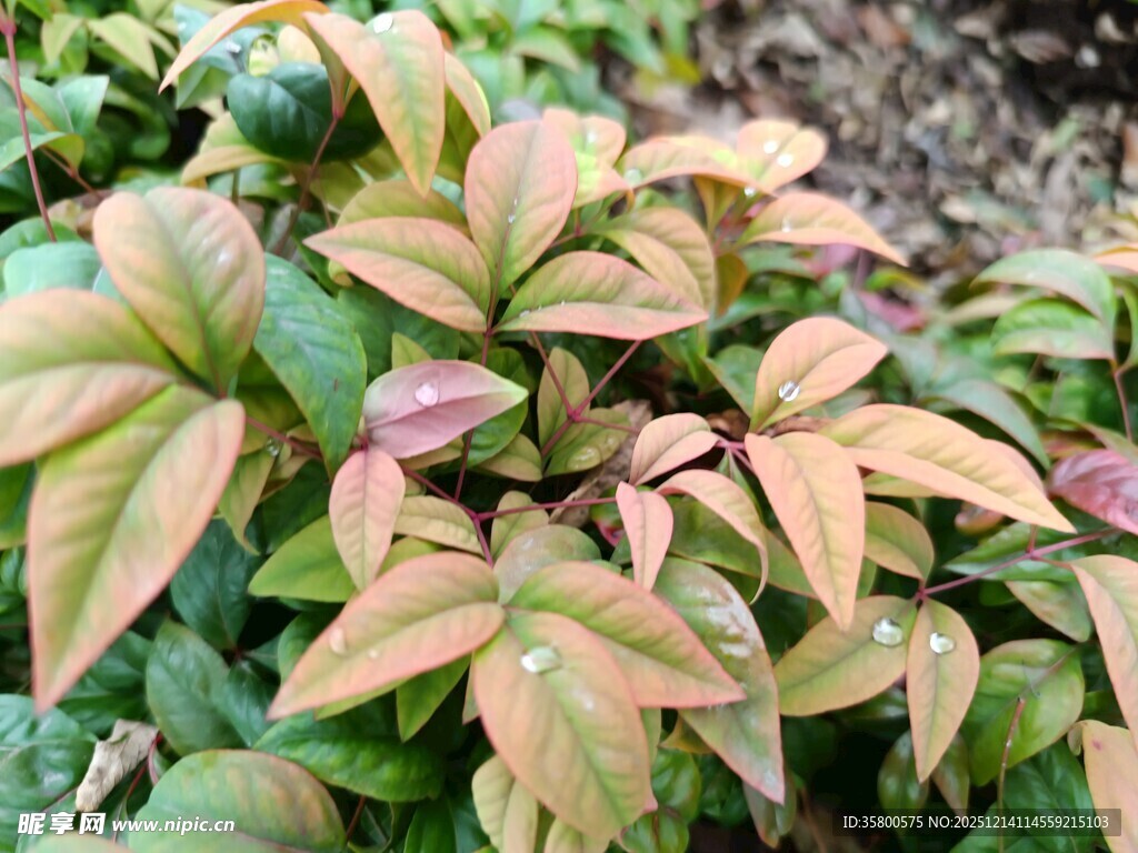 多彩叶片的植物特写