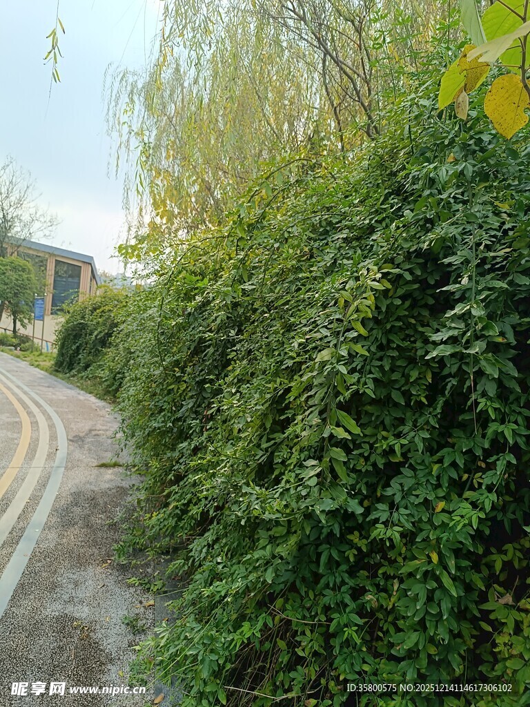 蜿蜒小径旁的葱郁绿植