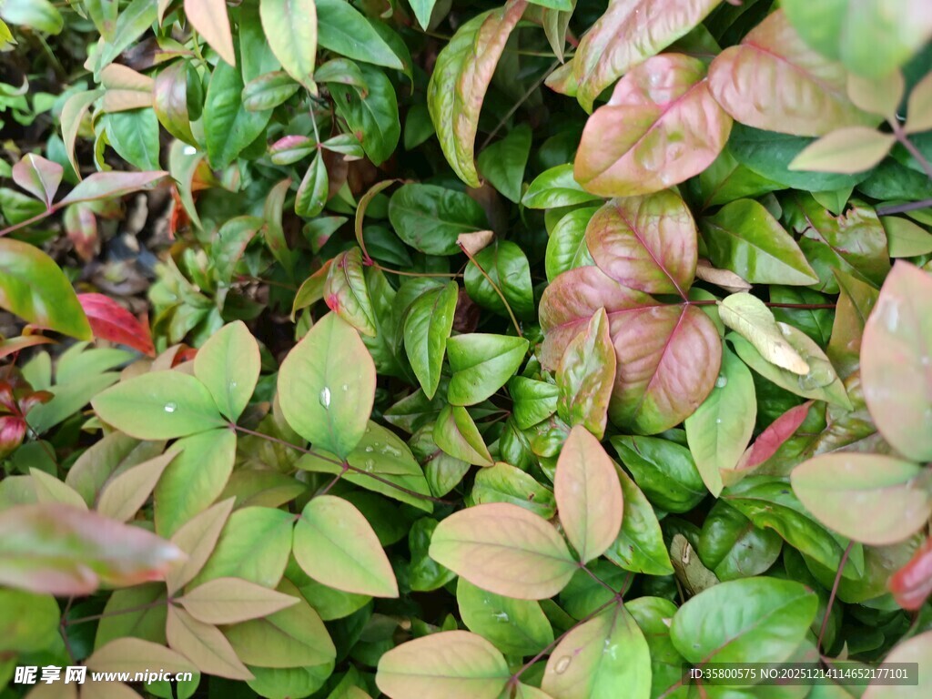 多彩叶片植物特写