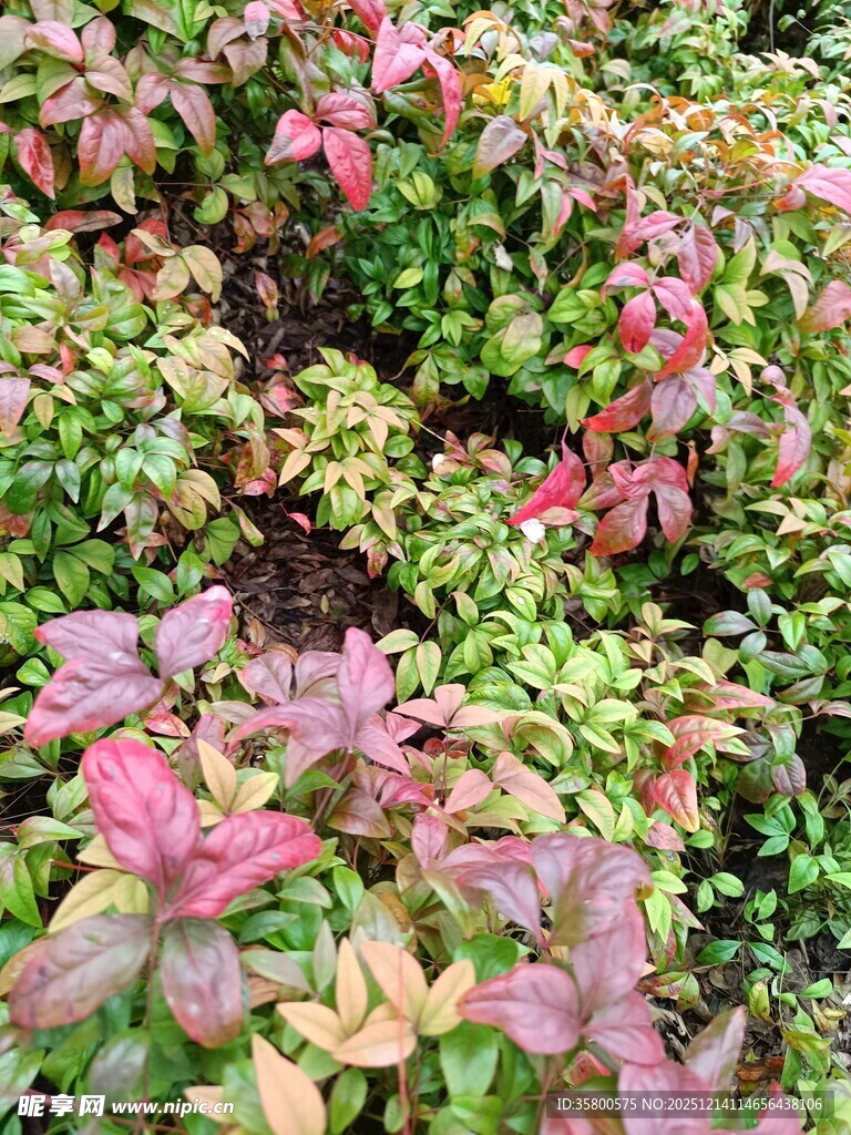 多彩斑斓的植物景观