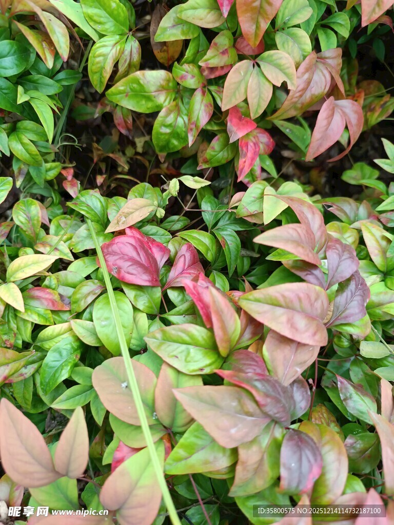 多彩叶片植物特写