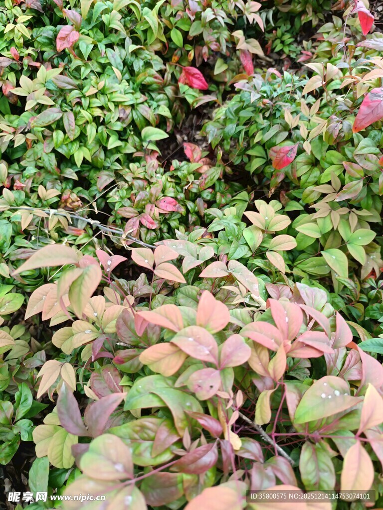 多彩斑斓的植物叶片景观