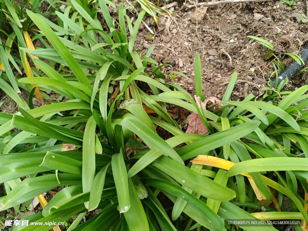 翠绿草丛中的生机景象