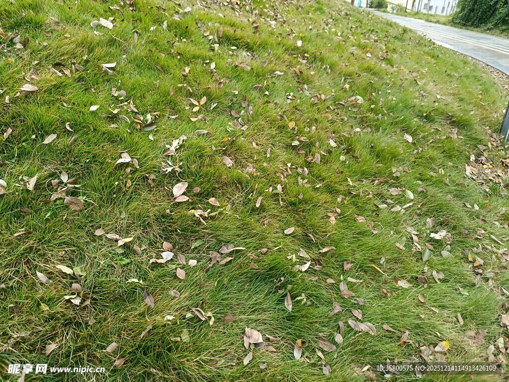 绿草覆盖的斜坡