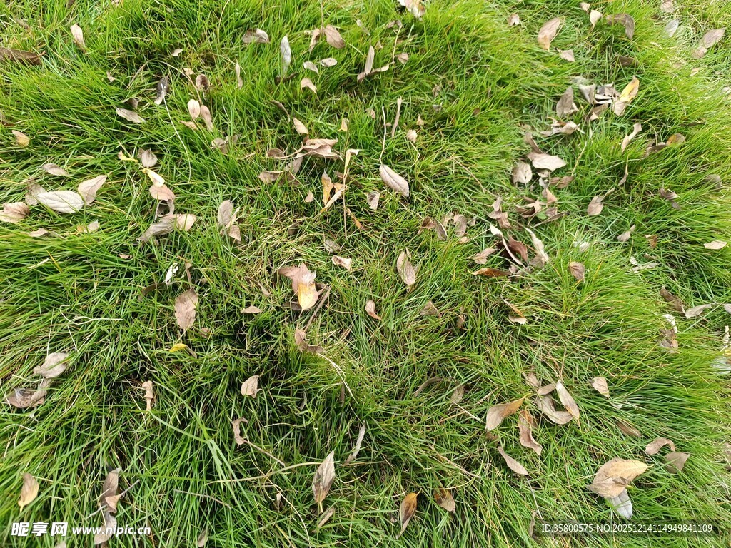 草地上散落的枯黄树叶
