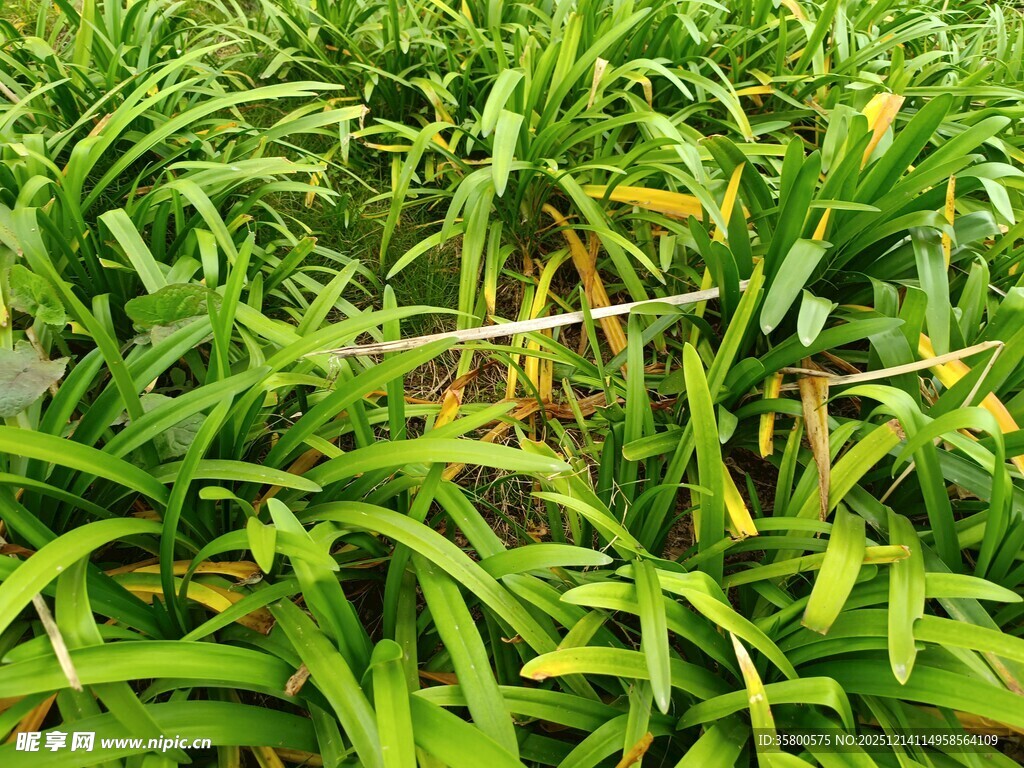 翠绿繁茂的植物景观