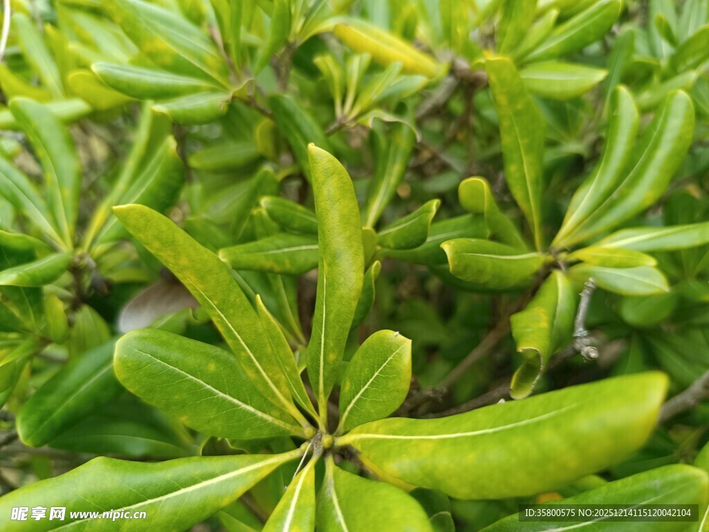 翠绿叶片植物特写