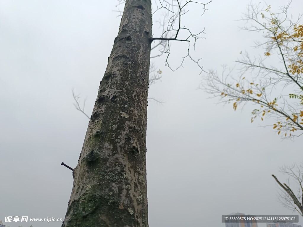 雾中挺立的光秃树干