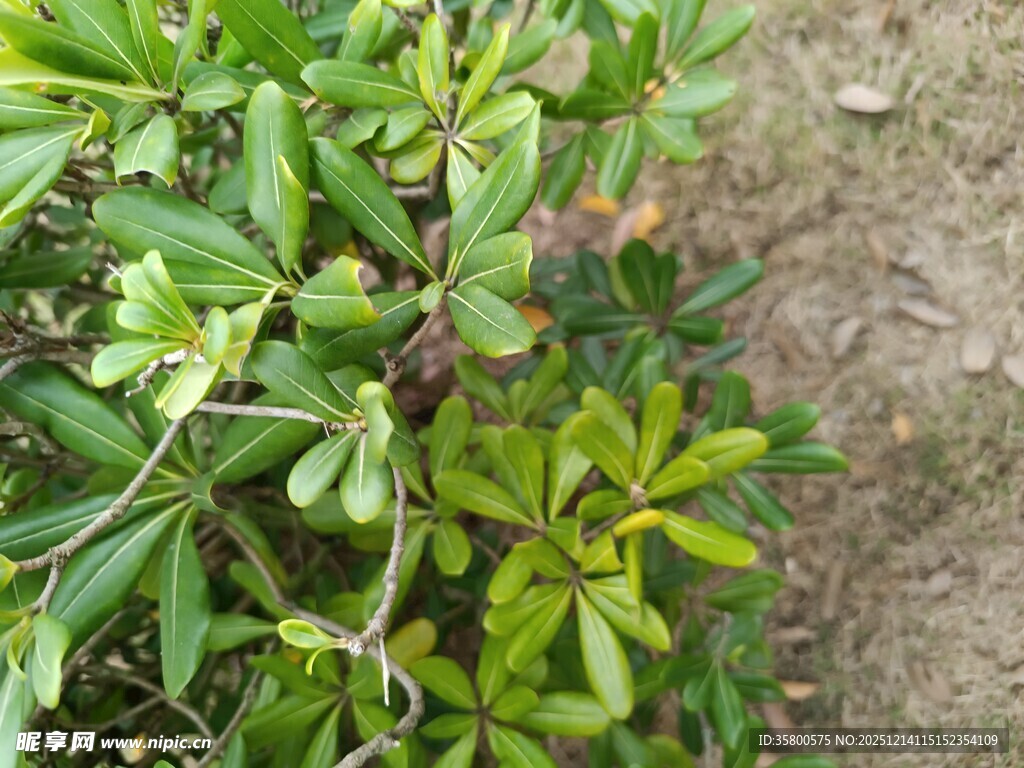 绿叶繁茂的植物特写