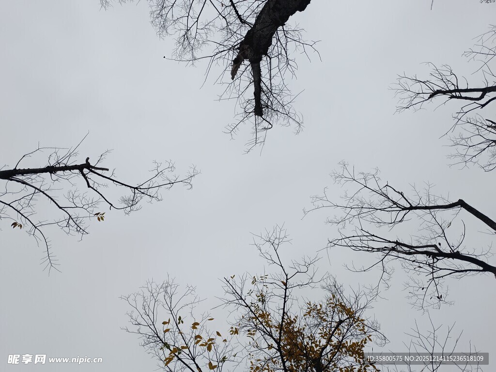 仰拍光秃树枝与天空
