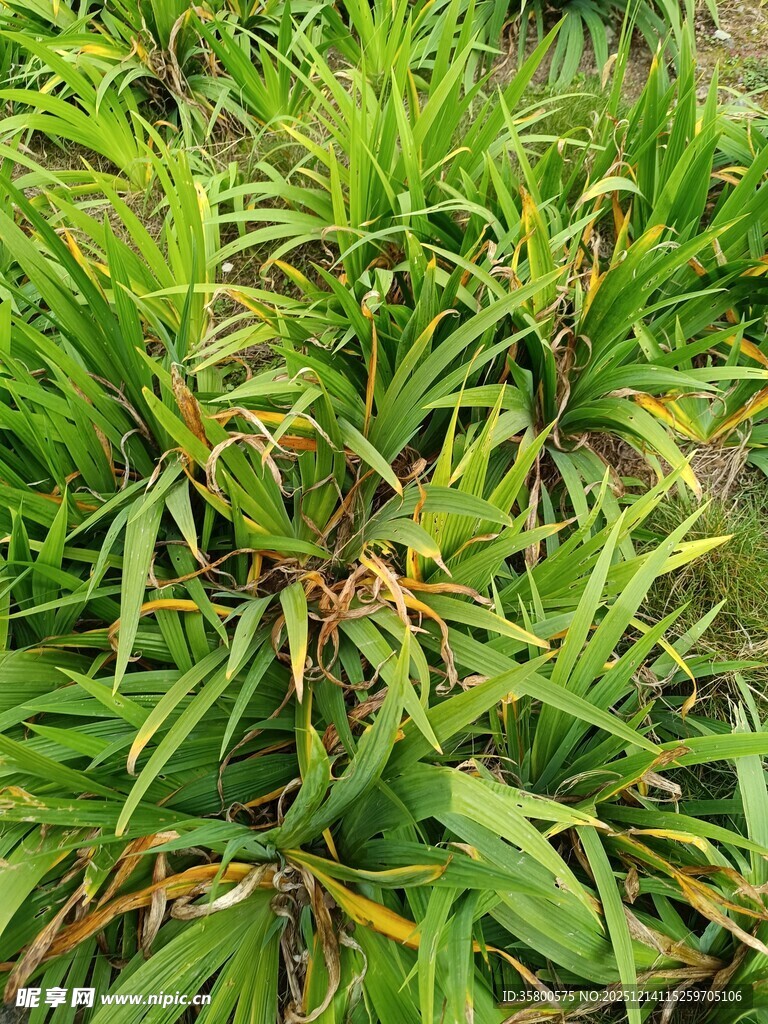 翠绿繁茂的丛生植物