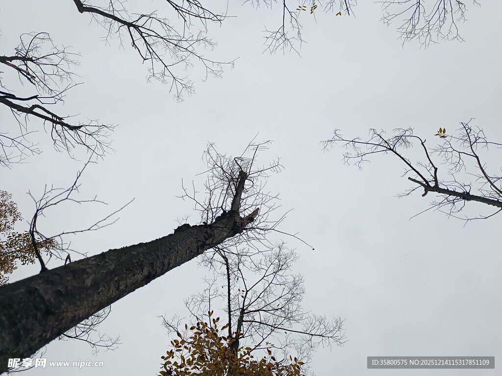 仰拍枯树与灰白天空