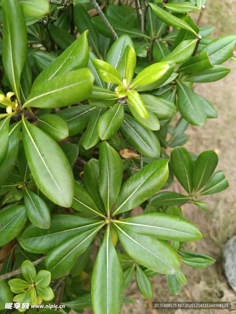 绿叶繁茂的海桐植株