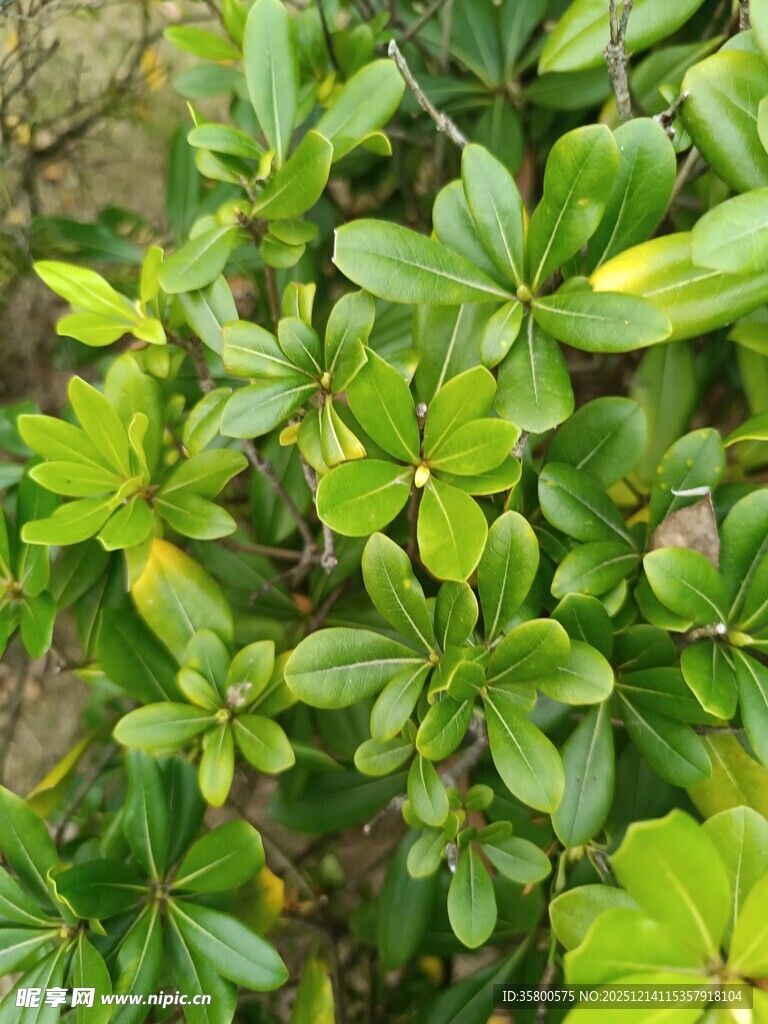 翠绿繁茂的叶片植物