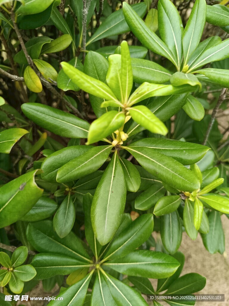 翠绿海桐枝叶特写