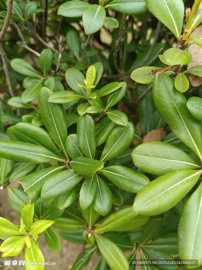 翠绿繁茂的植物叶片