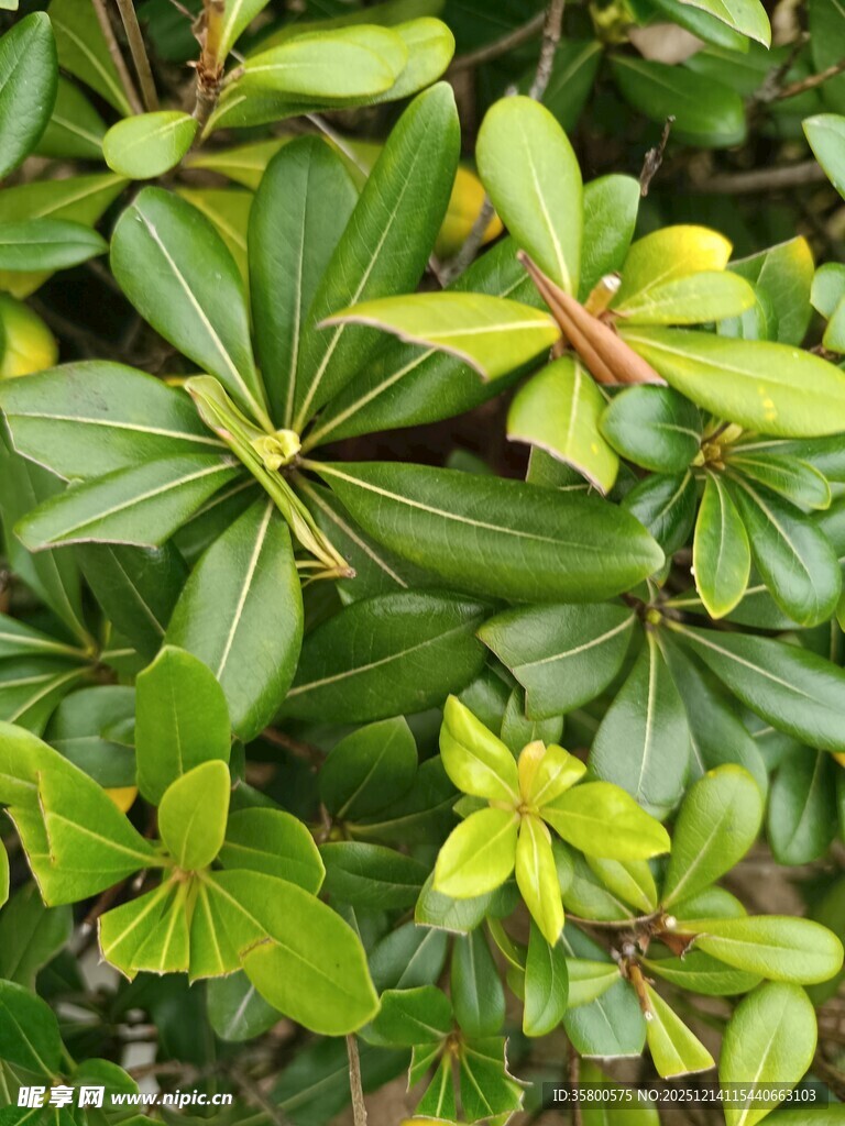 绿叶繁茂的植物景观