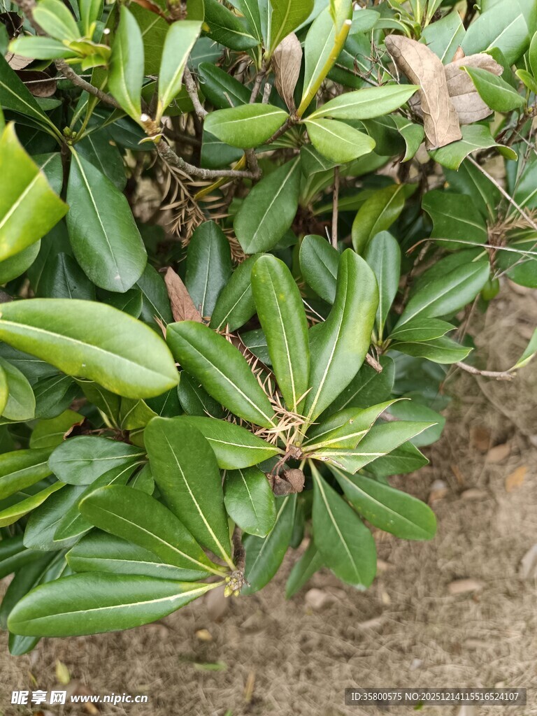 绿叶繁茂的绿植特写