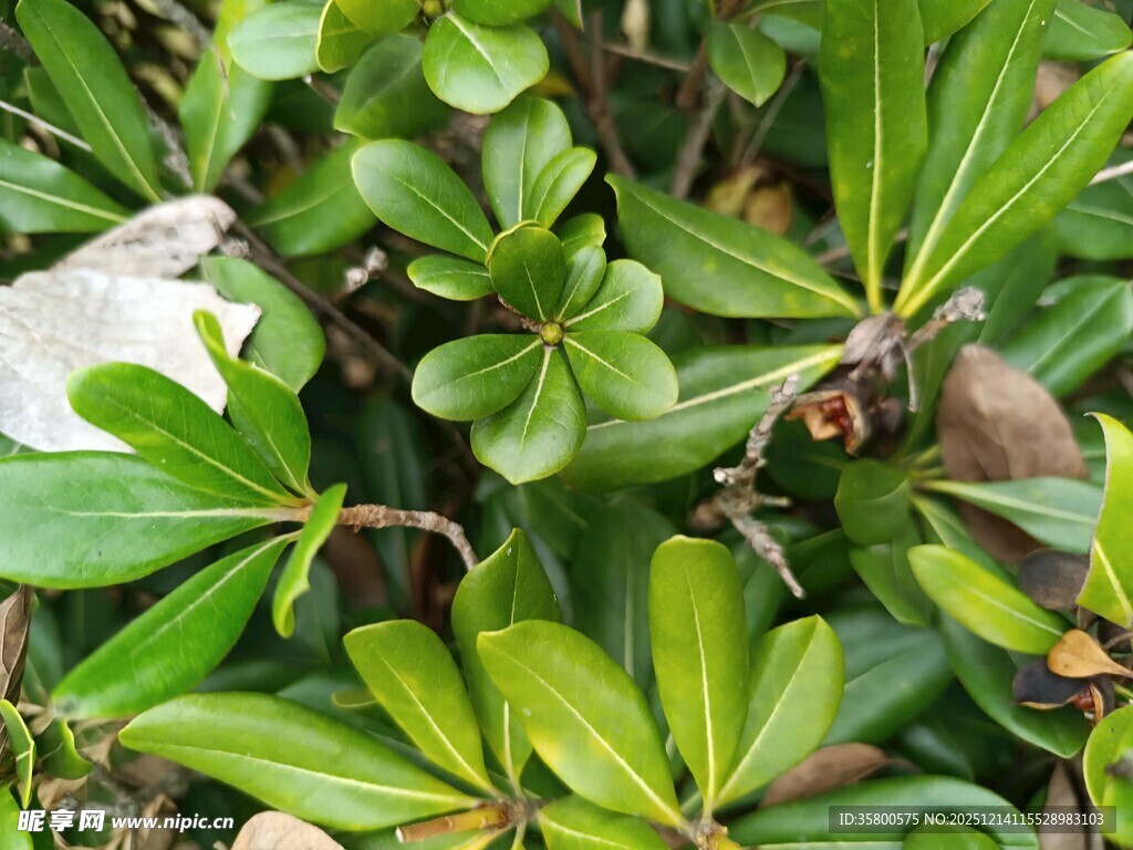 绿叶繁茂的植物景观
