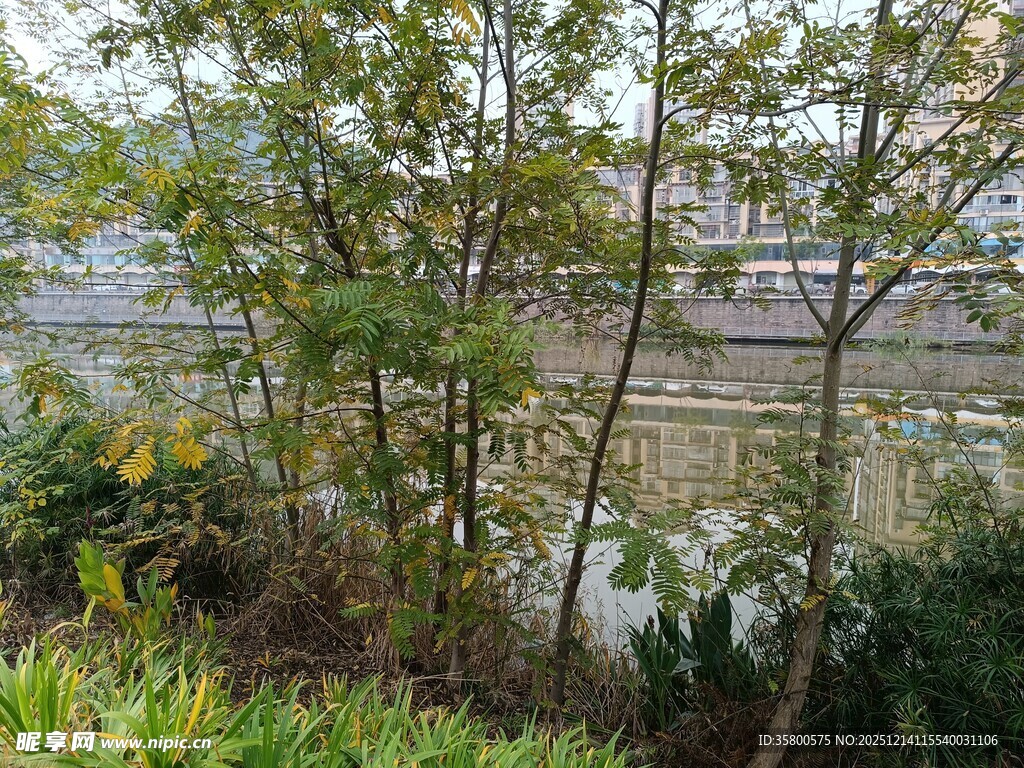 河畔绿树成荫的自然景致