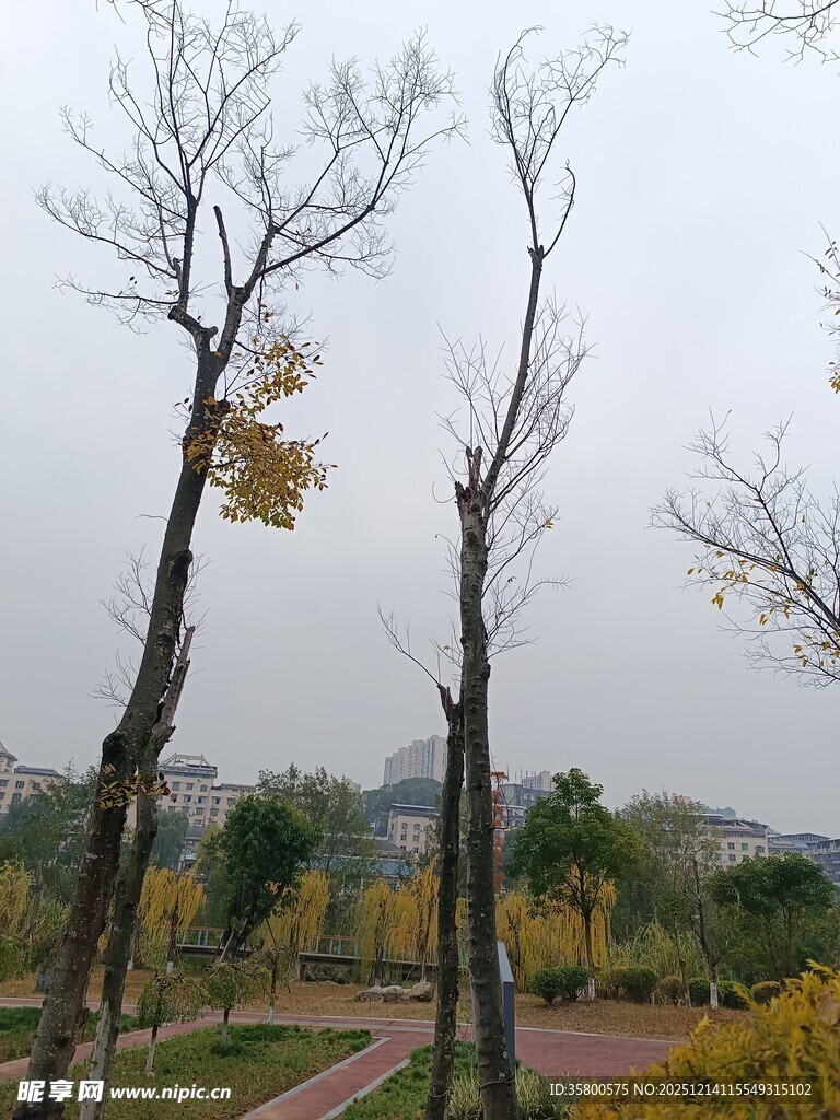 秋日公园萧瑟树木景象