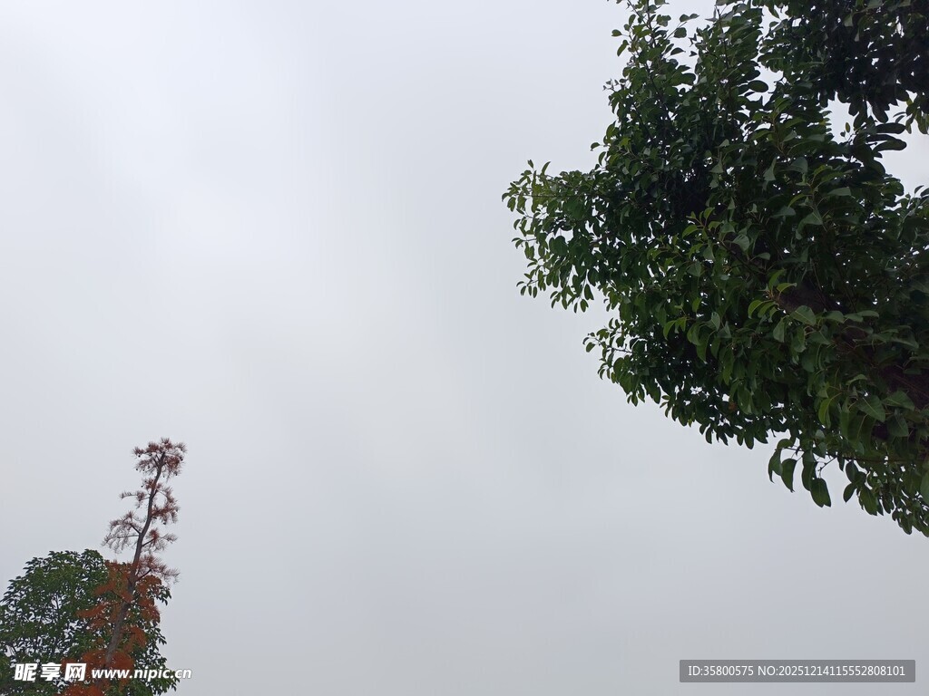 天空下的树木与信号塔