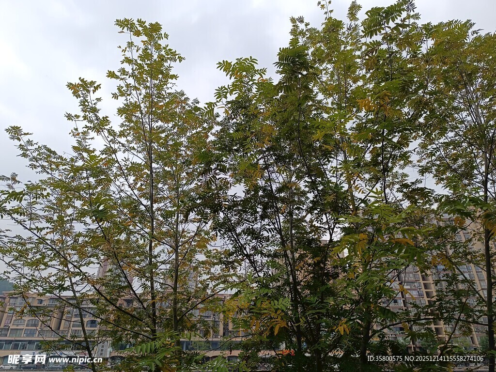 绿树成荫的自然景致