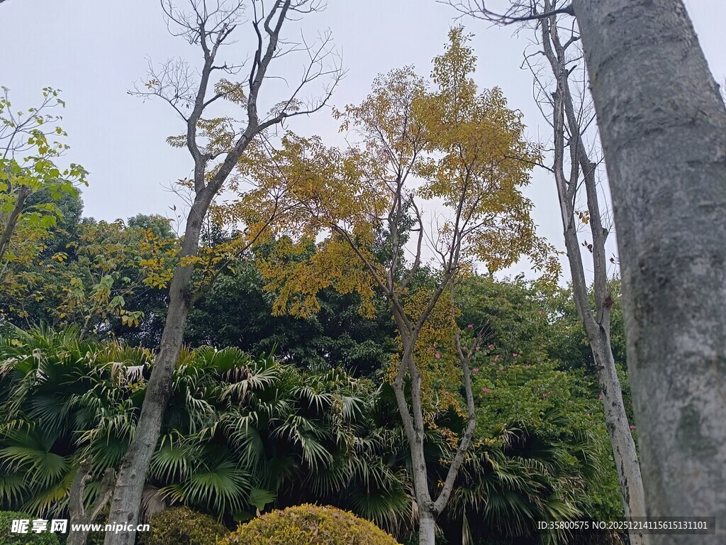 山林间多彩树木景致