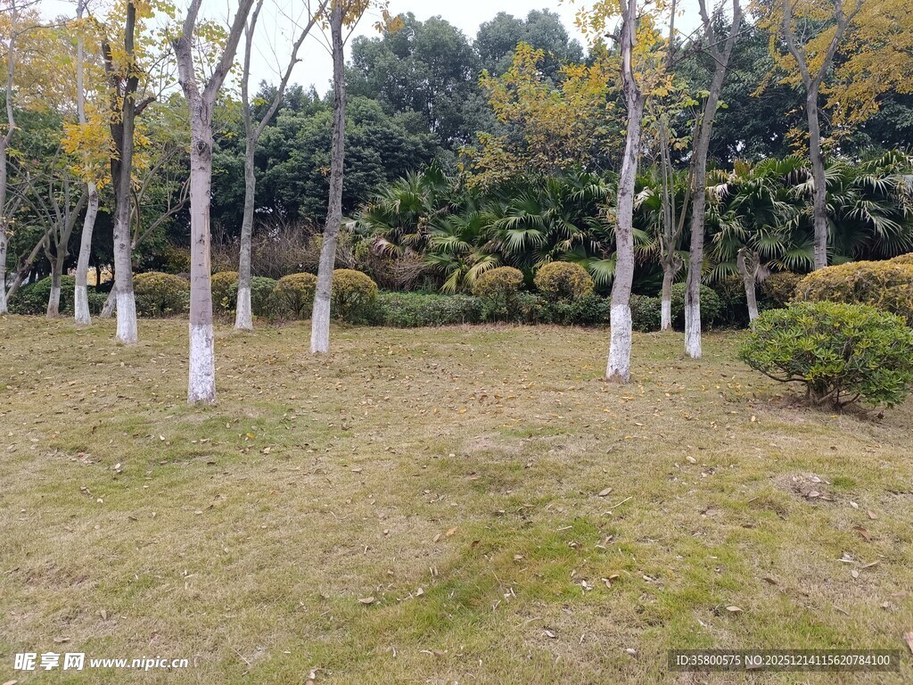 秋日林间草地风景