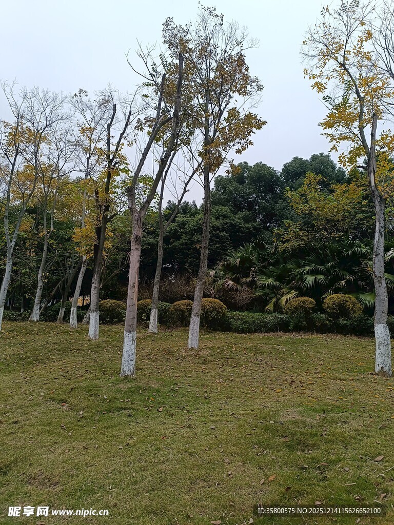 秋日草地旁的树木景观