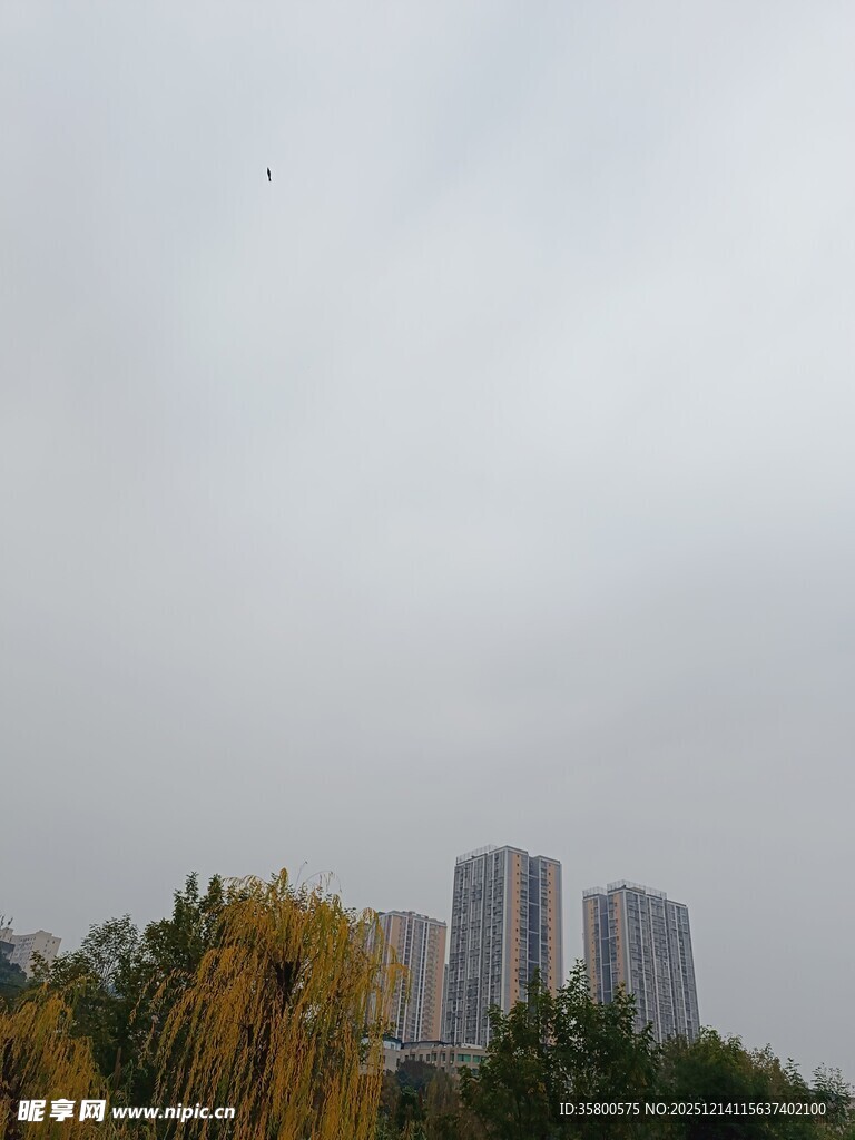 阴天城市高楼与树木景观
