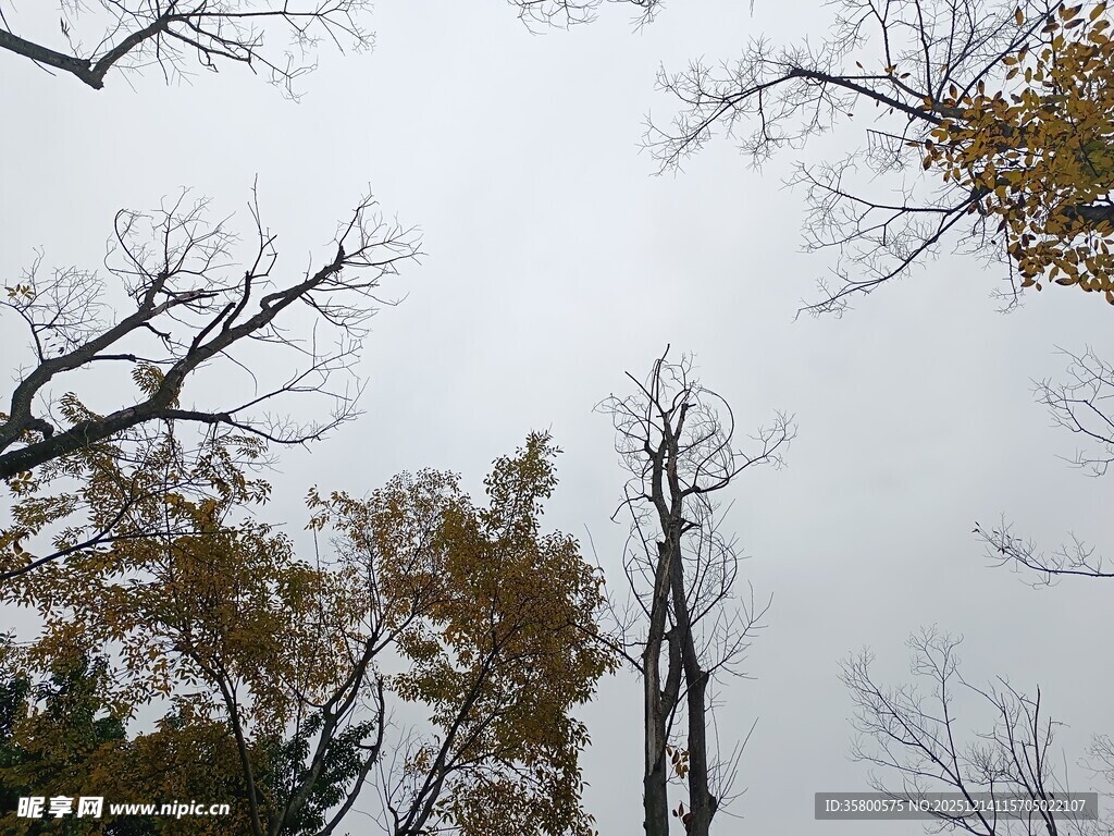 仰观枯树与天际