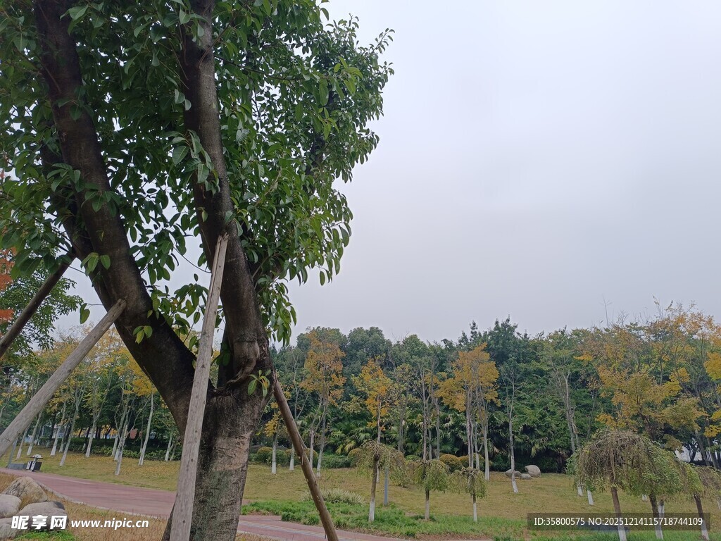 秋日公园中的大树景观