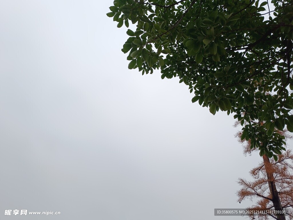 树梢与天空的自然景致