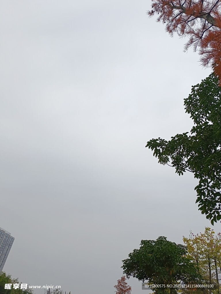 秋日树梢与阴沉天空