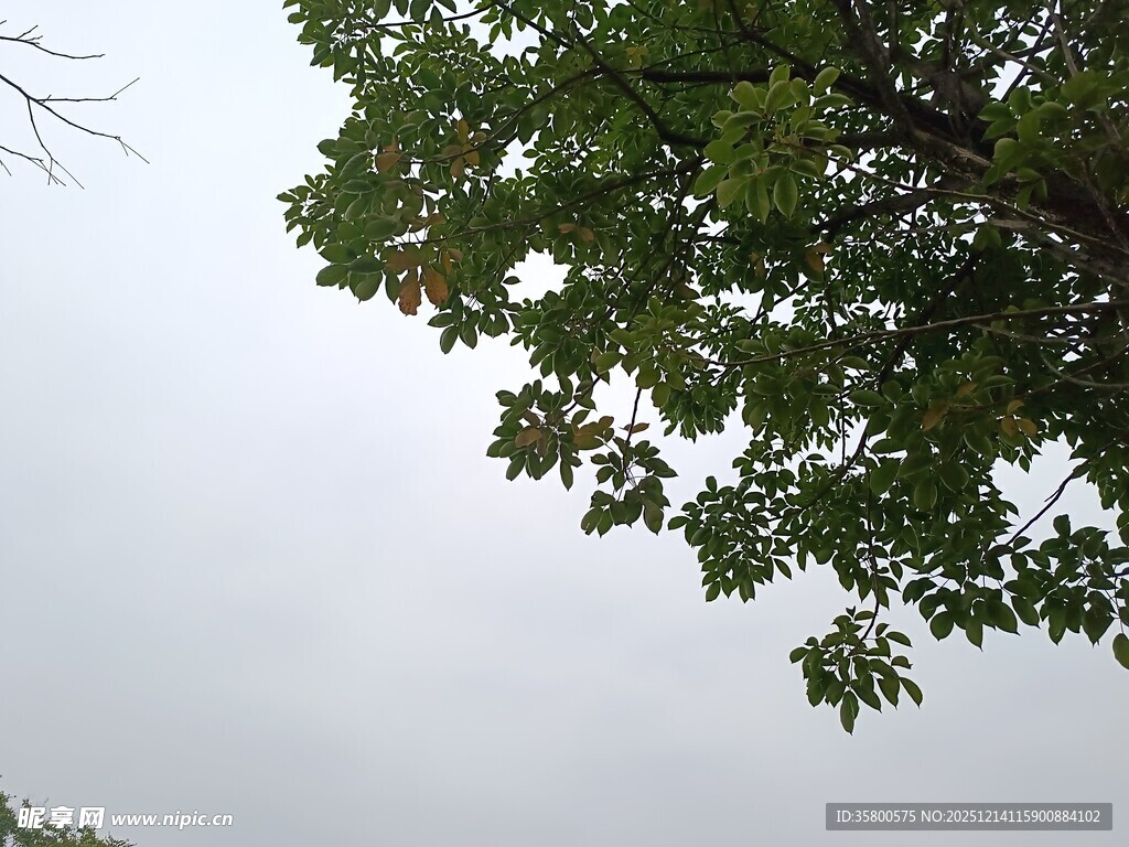 仰视绿树与灰白天空